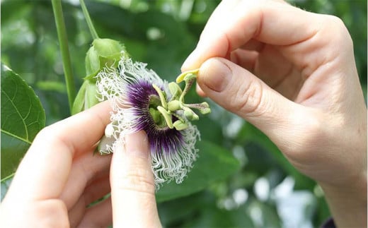 【2025年発送】山パ農園 パッションフルーツ 1箱（約1kg） 南国 沖縄 おきなわ 果実 フルーツ 青果 期間限定 先行予約 数量限定 旬 人気 おすすめ 贈答 プレゼント ギフト 贈り物 カクテル デザート 取り寄せ ジュース