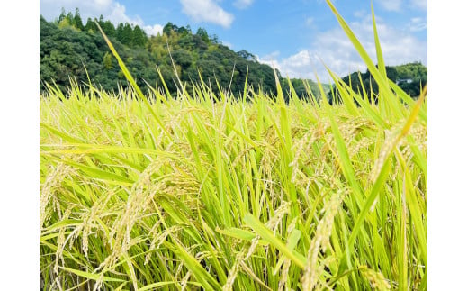 ふるさと納税　令和６年産【12ヶ月定期便】清流 砥用の棚田米 白米：10kg　ヒノヒカリ 熊本 美里町 棚田米 新米 ヒノヒカリ 熊本県 米 お米 米 こめ おこめ アウトドア キャンプ 食味コンクール 最優秀賞　熊本 美里町 定期便 ご飯 ごはん 棚田 コメ 熊本の米 おにぎり お弁当 九州１位　ひのひかり