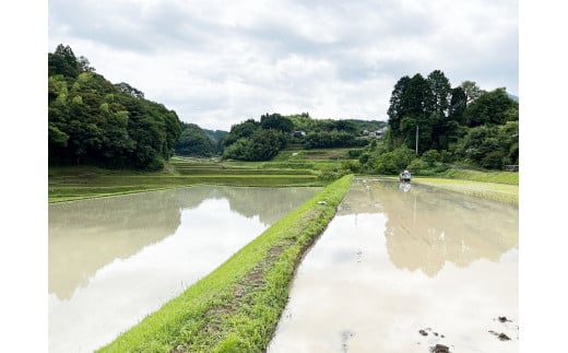 ふるさと納税　令和６年産【12ヶ月定期便】清流 砥用の棚田米 白米：10kg　ヒノヒカリ 熊本 美里町 棚田米 新米 ヒノヒカリ 熊本県 米 お米 米 こめ おこめ アウトドア キャンプ 食味コンクール 最優秀賞　熊本 美里町 定期便 ご飯 ごはん 棚田 コメ 熊本の米 おにぎり お弁当 九州１位　ひのひかり