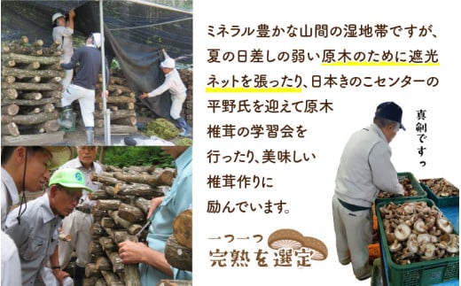 鯖江市産 原木乾燥椎茸「越のてまり」 （大・中サイズ）3パック &（小サイズ）2パック　計5パック [B-05001]