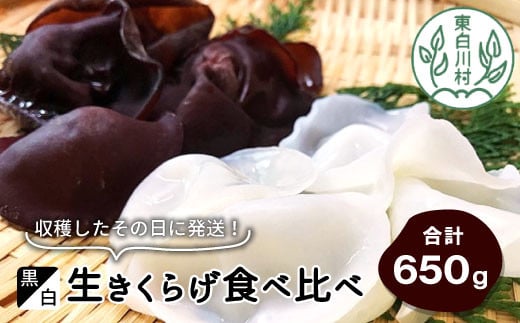 収穫したその日に発送！黒・白 生きくらげ食べ比べセット 合計650g きのこ 純国産 きくらげ 生きくらげ 白きくらげ 木耳 岐阜県産 10000円 一万円