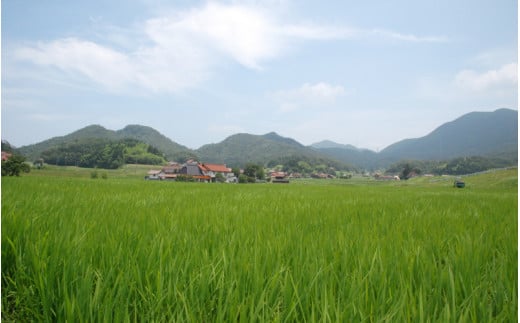 【島根県産】店長おすすめナチュラルチーズセット！バジルソース付き