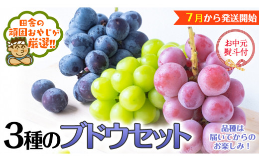 【お中元 熨斗付】 3種のブドウセット 【令和6年7月より発送開始】 田舎の頑固おやじが厳選！ ぶどう ブドウ 葡萄 詰合せ セット ギフト 御中元