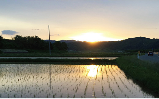 朝日町産 お米（ 精米 ）つきあかり 10kg