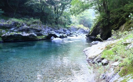 梅酒 千徳梅酒 500ml×3本 [千徳酒造 宮崎県 美郷町 31ad0006] 酒 お酒 果実酒 宮崎県産 送料無料 数量限定 ギフト 母の日 父の日 プレゼント