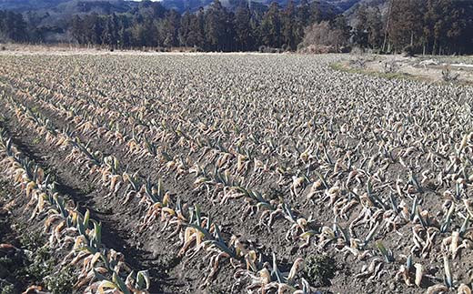 伝統農法の下仁田葱（LL14本またはL18本） とろける 甘い ねぎ ネギ 王様ねぎ 特産 栄養たっぷり ブランド 上州ねぎ すきやき F21K-024