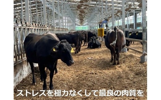 松阪牛の品評会で最優秀賞受賞歴のある 加藤牧場の黒毛和牛 ロース･肩ロース 1kg/牛肉 国産牛 国産 和牛 大容量 冷凍便 年末年始 お正月 黒毛和牛 ロース 肩ロース 肉 上質 家族 焼肉 しゃぶしゃぶ すき焼き 鍋 おいしい 美味しい 人気 おすすめ 三重県 四日市市 ふるさと納税