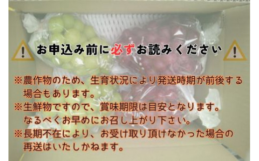 【数量限定】2種のぶどう(シャインマスカット・クイーンルージュ(R))食べ比べセット　計４房