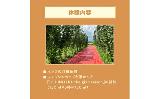 ◆先行予約◆ 《忍野村産　ホップ収穫体験》 フレッシュホップを浮かべた「OSHINO HOP belgian saison」試飲付き