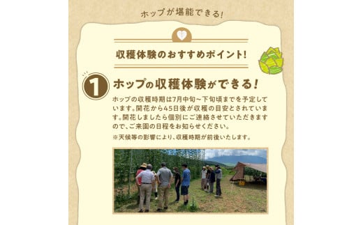 ◆先行予約◆ 《忍野村産　ホップ収穫体験》 フレッシュホップを浮かべた「OSHINO HOP belgian saison」試飲付き