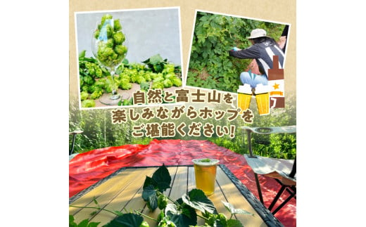 ◆先行予約◆ 《忍野村産　ホップ収穫体験》 フレッシュホップを浮かべた「OSHINO HOP belgian saison」試飲付き