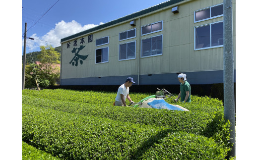 茶畑での作業風景