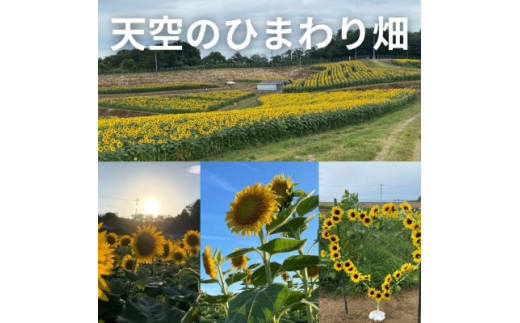 ＜畑から直送＞味覚を育む旬の野菜8種+ひまわり油【1484267】