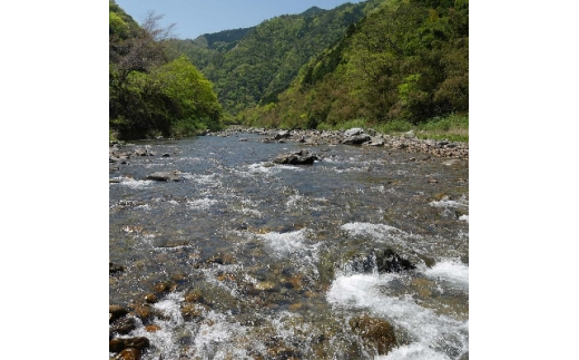 ＜CAS冷凍＞スイカの香りと美味しさを閉じ込めた清流・高津川の天然鮎3尾/袋×3(約450g)【1209578】