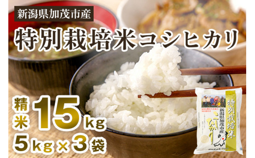 【令和6年産新米先行予約】新潟県加茂市産 特別栽培米コシヒカリ 精米15kg（5kg×3）白米 従来品種コシヒカリ 加茂有機米生産組合