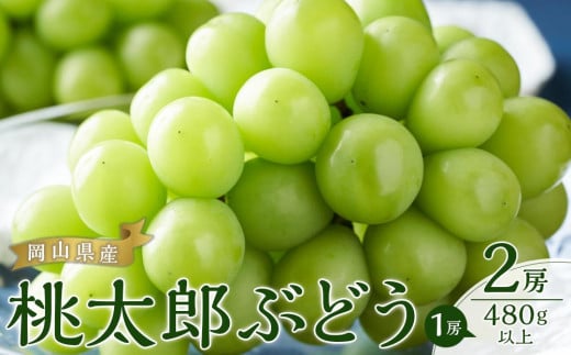 ぶどう 2025年 先行予約 桃太郎 ぶどう 2房（1房480g以上） ブドウ 葡萄  岡山県産 国産 フルーツ 果物 ギフト