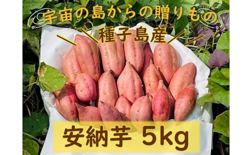  種子島産安納芋のお得セットB（安納芋5kg＋冷凍焼き芋1個入り×11袋）【安納芋 安納いも 焼き芋 焼芋 やきいも さつまいも さつま芋 冷凍焼き芋 冷凍焼芋 冷凍安納芋 冷凍安納いも スイーツ デザート おやつ 冷凍 熟成 蜜 しっとり 甘い 鹿児島県 種子島 中種子町 種子島安納 N154】