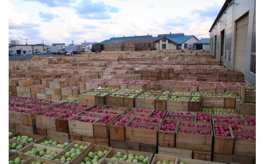 【2025年3月中旬発送】 【訳あり】 りんご 約10kg サンふじ 青森産