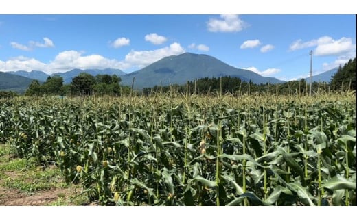 信濃町の寒暖差のある気候によって、たっぷりと甘みを蓄えられます。