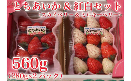 [2024年12月下旬から順次発送] 完熟朝摘みとちあいか 280gとスカイベリー＆ミルキーベリー混合280g の2パックセット｜いちご 苺 イチゴ とちあいか スカイベリー ミルキーベリー フルーツ 果物 産地直送 先行予約 [0596]