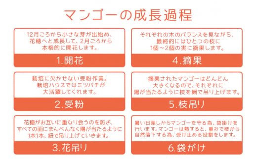 【 先行予約 2025年 発送 】 沖縄県知事賞4度受賞 サンフルーツ糸満 マンゴー 2kg アップルマンゴー アーウィンマンゴー 国産 完熟マンゴー 果物 南国 くだもの フルーツ 完熟 夏 旬 特産品 沖縄 お取り寄せ お土産 甘い 濃厚 沖縄県 糸満市 