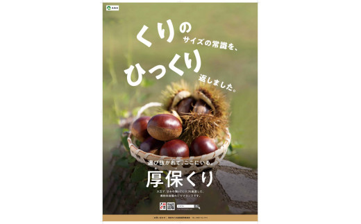 【先行予約】厚保くり ( 生栗 ) 10kg 山口美祢産 ｜ 山口 美祢市 美祢 栗 くり 厚保 大きい 甘い 特産品 焼き栗 栗ご飯 名産 10kg 季節限定 期間限定 先行予約