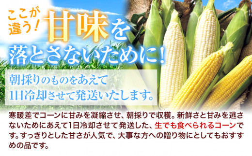 令和6年産 北海道名寄産スイートコーンイエロー L～2Lサイズ11本 《8月中旬-9月中旬頃出荷予定》 NPO法人なよろ観光まちづくり協会 北海道 とうもろこし トウモロコシ Lサイズ 2Lサイズ 取り寄せ 新鮮 産地直送 甘い 糖度 冷蔵 レビュー高評価