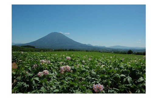 【北海道ニセコ町産】赤肉メロン大玉2玉　＜数量限定・2024年早期予約・7月下旬より出荷予定＞【0202201】