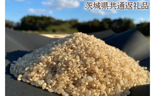 【栽培期間農薬不使用】マキタ超こしひかり 玄米10kg【茨城県共通返礼品・行方市産】【おいしい お米 マキタ 減農薬 安心  鹿嶋市】（KBE-46）