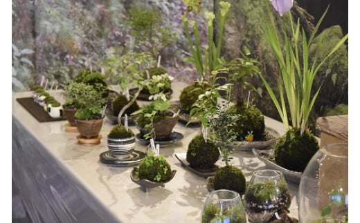 1107　おかげ横丁　苔玉作り体験(1名様分）　苔玉作り　苔テラリウム　小さなコケ　苔玉　育て方　観賞　苔玉栽培　苔　