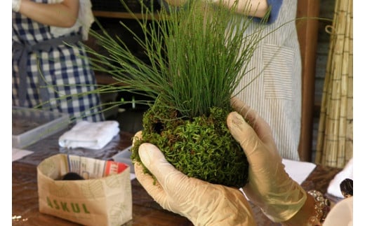 1107　おかげ横丁　苔玉作り体験(1名様分）　苔玉作り　苔テラリウム　小さなコケ　苔玉　育て方　観賞　苔玉栽培　苔　