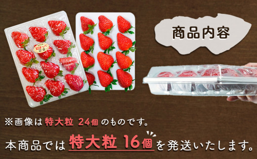 【朝摘みをお届け！】【2024年12月頃より順次発送】 フルーツガーデンやまがたのいちご「うずしおベリー」特大粒16個 【数量限定】 苺 いちご イチゴ 徳島 鳴門 果物 フルーツ ギフト 甘い 旬 紅ほっぺ