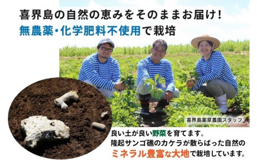 長命草カプセル(280㎎×150粒)【機能性標示食品】