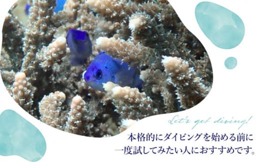 【体験ダイビング】Discover Scuba Diving コース 1名様 [DBB001]