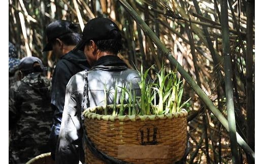 【2025年お届け】大名筍3kg（硫黄島産）＆大名筍3kg（竹島産）の食べ比べセット