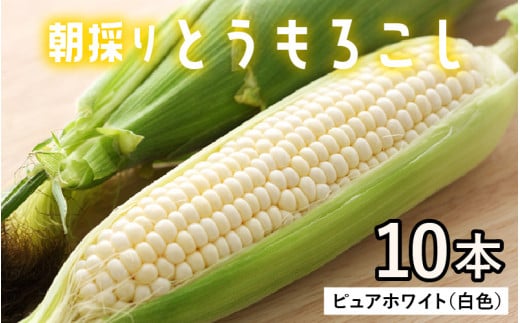 【数量限定】【１週間～10日で発送】白い とうもろこし 10本 ピュアホワイト 朝採れ｜おすすめ 人気 保存 美味しい ランキング 福井 福井県 トウモロコシ トウキビ 野菜 冷蔵 夏野菜 セット ギフト 旬 有機肥料使用