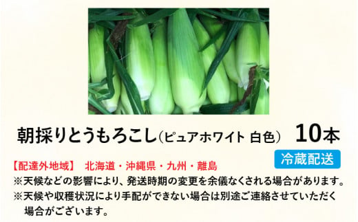 【数量限定】【１週間～10日で発送】白い とうもろこし 10本 ピュアホワイト 朝採れ｜おすすめ 人気 保存 美味しい ランキング 福井 福井県 トウモロコシ トウキビ 野菜 冷蔵 夏野菜 セット ギフト 旬 有機肥料使用