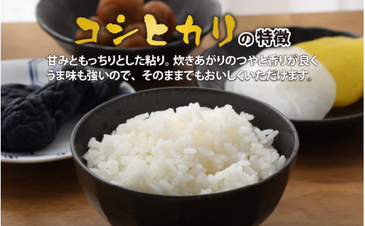 【令和6年産 新米】名水の里越前大野の棚田清流米コシヒカリ5kg×2袋 減農薬 減化学肥料