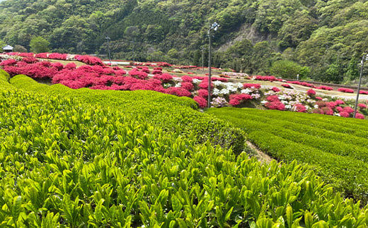 ＜飲み比べセット＞同じ茶葉からつくる緑茶と和紅茶、生姜和紅茶の3種セット【1209340】