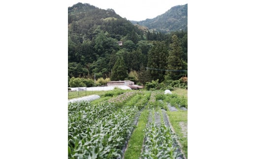 神山の旬を味わう農体験（1回につき４名様まで）