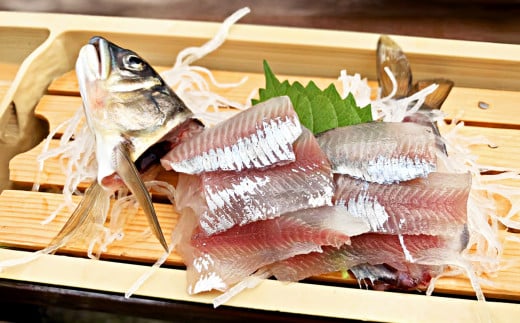 AE1 天然桜鮎 6匹 | ※8月発送 アユ 活あゆ 香魚 清流の女王 期間