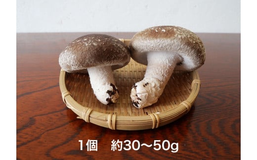 遠野産 菌床 しいたけ 1kg