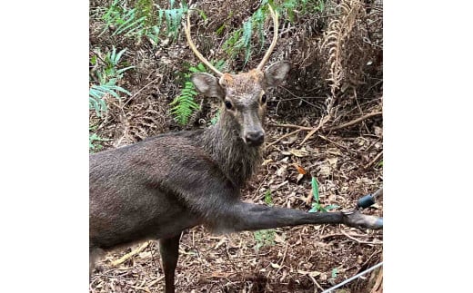 【6回定期便】無添加ドッグフード：ししにくペレット(2P/月）鹿肉 ペットフード ジビエ 愛犬 イヌ用 いぬ ドライフード 手作り おやつ トッピング ぺれっと 国産 高品質【J00037】