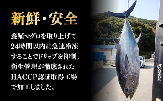 【全6回定期便】長崎県産 本まぐろ中落ち (約600g) 長崎県/長崎県漁業協同組合連合会 [42ZZAC016] マグロ 中落ち まぐろ 長崎 海産物