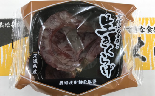 きくらげ　1パック50g×36パック（茨城県共通返礼品・鹿嶋市産）