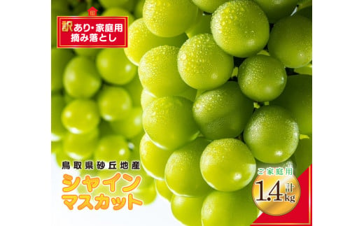 915．シャインマスカット 訳あり 家庭用 鳥取砂丘地産 1.4kg（350g×4パック） ※離島への配送不可 ※2024年8月下旬～10月下旬頃に順次発送予定