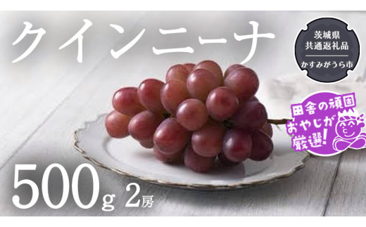 クインニーナ 500g×2房【令和6年9月より発送開始】（茨城県共通返礼品：かすみがうら市産） ぶどう ブドウ 葡萄 果物 フルーツ 茨城県産