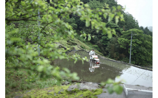 ＜令和6年9月下旬より順次発送＞令和6年産　棚田米コシヒカリ精米10kg【1259300】