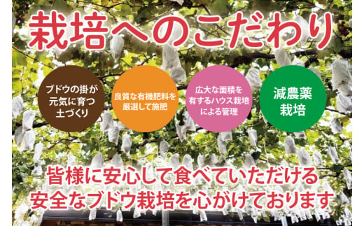 【2025年9月以降順次発送】【先行予約】シャインマスカット２房【茨城県共通返礼品/石岡市】【農家直送 果物 くだもの 甘い 糖度 人気 フルーツ 葡萄 ぶどう ブドウ マスカット 種なし 減農薬 安全 安心 厳選 茨城県 20000円以内 2万円以内】（KS-1）