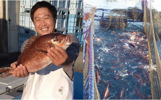 【高知県 大月町産】 黒潮の海で育った真鯛のフィーレ(皮付き)